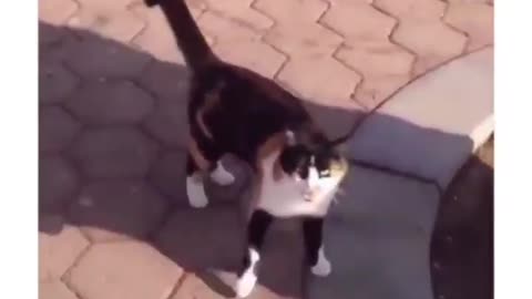 Cat sees his friend after a long time