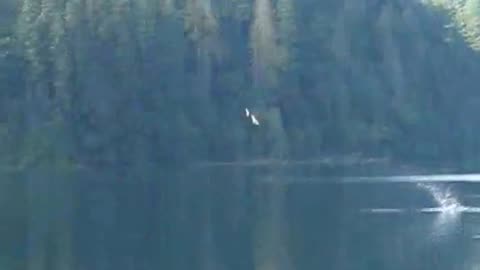 Bald Eagle vs. Osprey (Short)