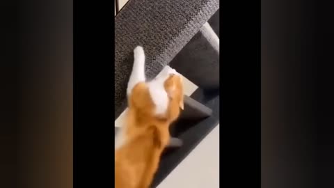 Funny Cats Video 😂😂😂 😺🐈