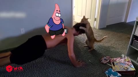 SpongeBob rides a crazy cat - funny cats and crazy dogs videos