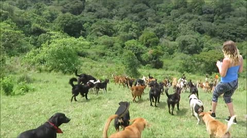 Rescue Dogs in Costarica