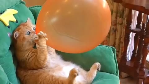 "Cat Blowing a Balloon: Hilarious Fun!"