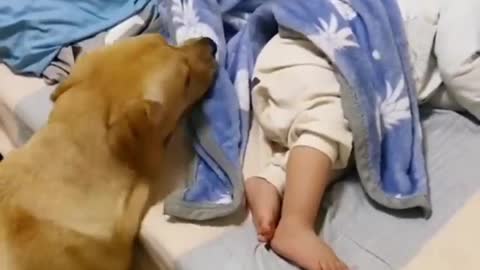 LOVELY PUPPY TAKE CARE OF BABY