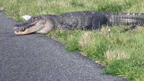 Police Show Up to Move Gator