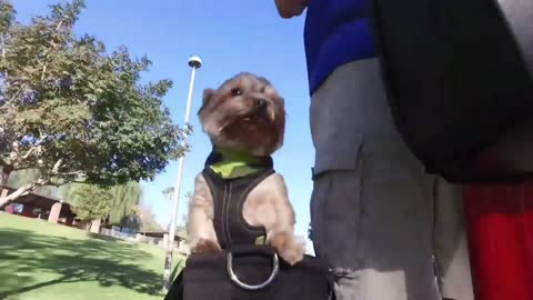 Charlee the Yorkie loves her Segway time
