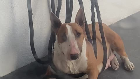 Bull Terrier Takes a Nap in Tangled Hose
