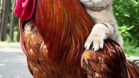 Cute cat becomes friend of cock. Cat rides cock.😺🐈🐈‍⬛