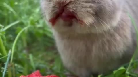 cute rabbit eating strabery