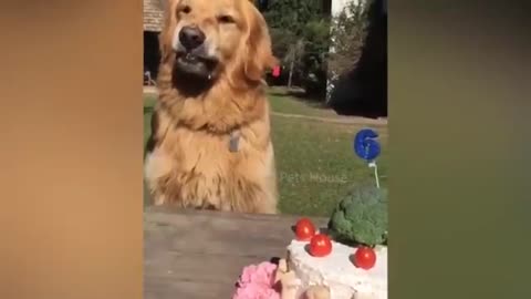 Dog Reaction to Cutting Cake 🤣 - Funny Dog Cake Reaction Compilation _ Pets Ho.mp4