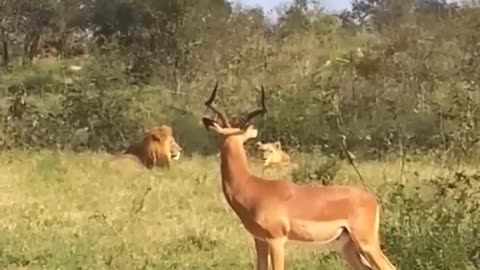 Deer vs Lion