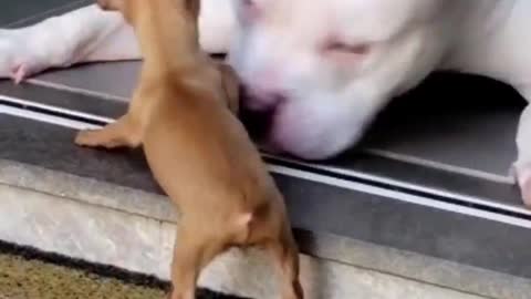 Puppy Won't Stop Playing With Big Dog