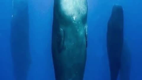 How sperm whales sleep #shorts