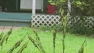 Mama Black Bear Opening Front Door