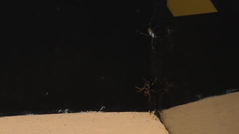 THE BRUTAL BATTLE OF THE WASP SPIDER AND WASPS FROM THE WASP NEST! [Live feeding!]-19