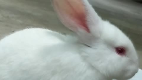 A little bunny who likes to eat powder