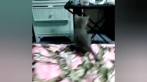 Funny cats videos ever Part 11