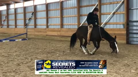 Horse teaching & training for riding on ground