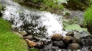 Cool little creek