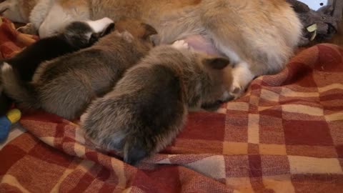 cute corgi have a feeding time