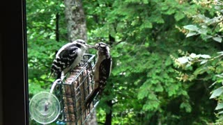 Downy Woodpeckers Feeding