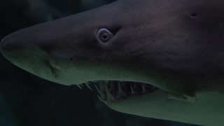 Deep sea shark