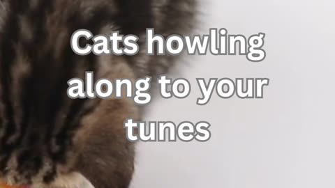 Cat Karaoke