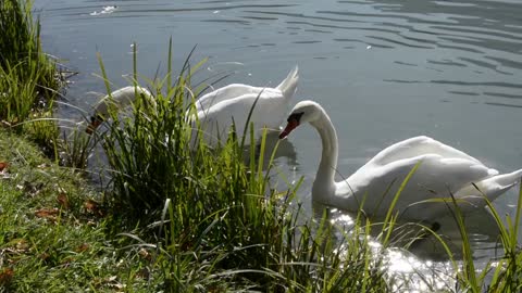 Couple Swans Cuts Out Sharp Grass In Lake Edge
