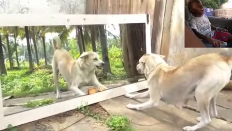 Funny animal videos|Cute animal videos |Funny dog&cat videos|Hilarious pet videos|funny video