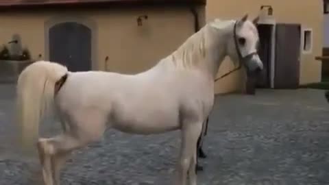 HORSE POWER