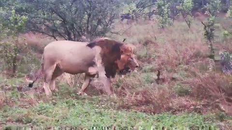 Lion mâle avec le ventre plein après s'être nourri de carcasse de bison