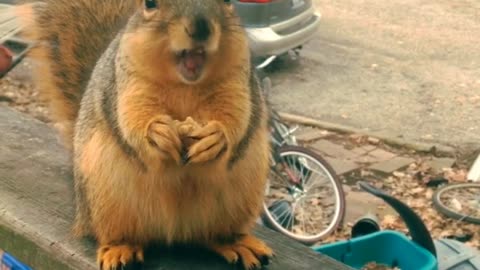 Prepare To Have A Good Laugh When You Hear This Babbling Squirrel
