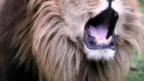 Lion roar fast time Live see the moment 😱