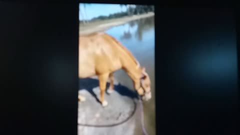 Dog and horse 🐴🐎 enjoying the water