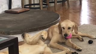 Puppy throws a fit