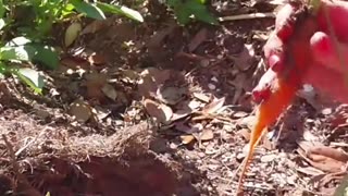 Little Girl Pulling Carrot Out of the Ground