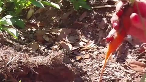 Little Girl Pulling Carrot Out of the Ground