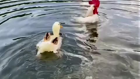 Duck mother teaches chicks how to swim