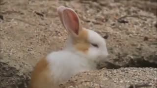 Cute Rabbits