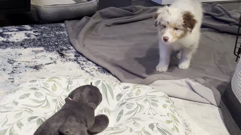 Oliver the Puppy Aussie Pounces on Toy
