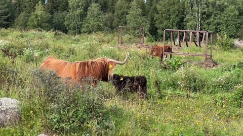 Highland Cattle Calves Running Around