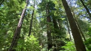 Exploring the Majestic Giants of Redwood National Park