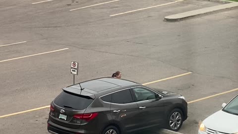 Car Park Bump Stops Prove Too Tricky