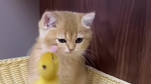 The life of ducklings and cute cats. Very interesting