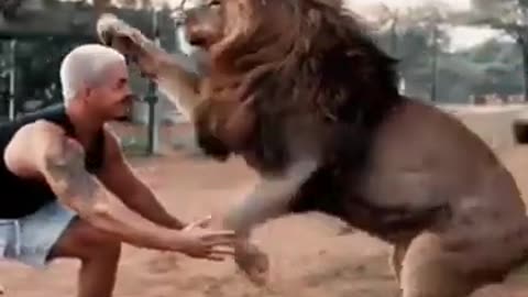 lion_play_with_trainer☄️animals🦋4k_🥢funny_video🔻memes#shorts_#viral_#trending_#short