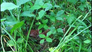 Doe Hides Fawn Right After I Arrive