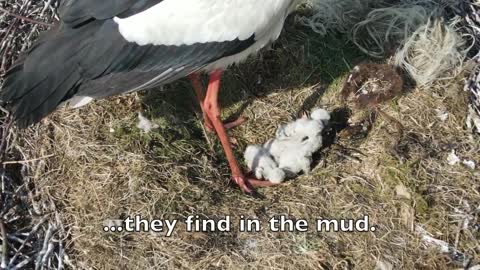 Hatching white storks