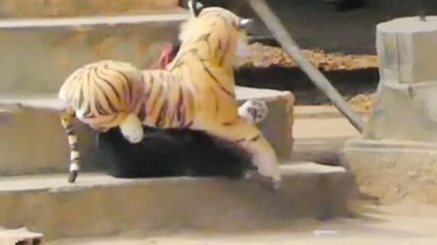 Fake Big Tiger Prank Dog Jumping Funny Video Can Not Stop Laugh Must New Comedy
