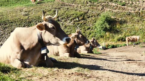 Switzerland Cows Alps Animals