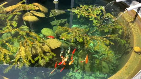 300 Gallon Backyard Patio Pond – Koi/goldfish