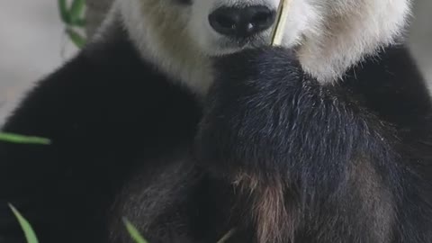 Have you ever seen a giant panda eat meat? # Panda